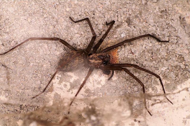 Tegenaria_parietina_D6168_Z_88_Les Gris_Frankrijk.jpg